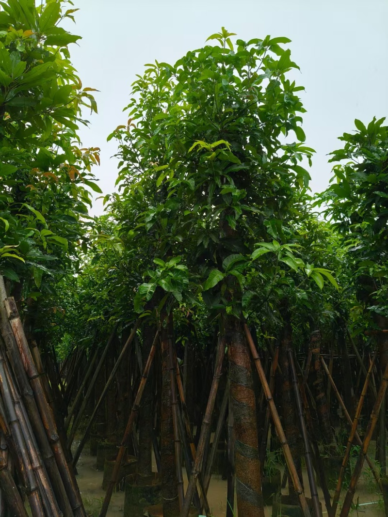 【芒果树】广东苗木基地直供质量保证一手货源欢迎订购