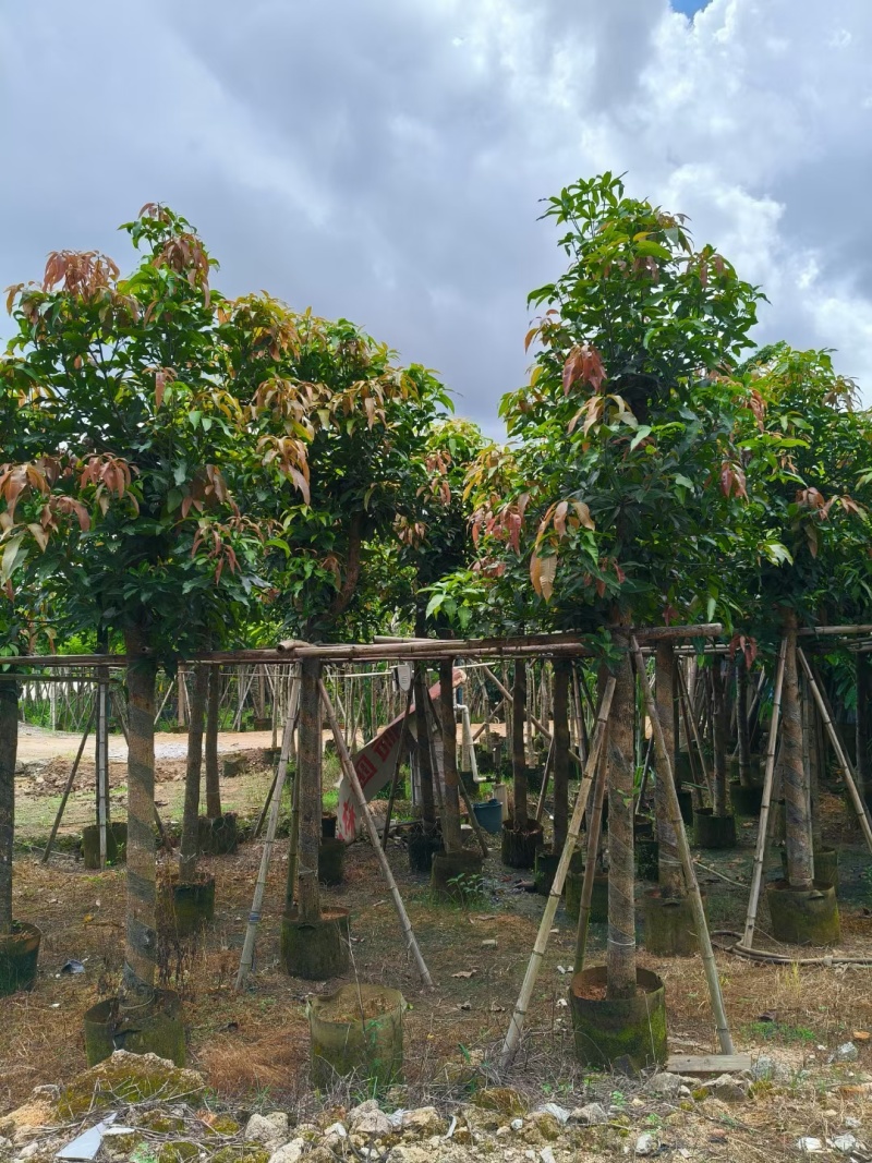 【芒果树】广东苗木基地直供质量保证一手货源欢迎订购