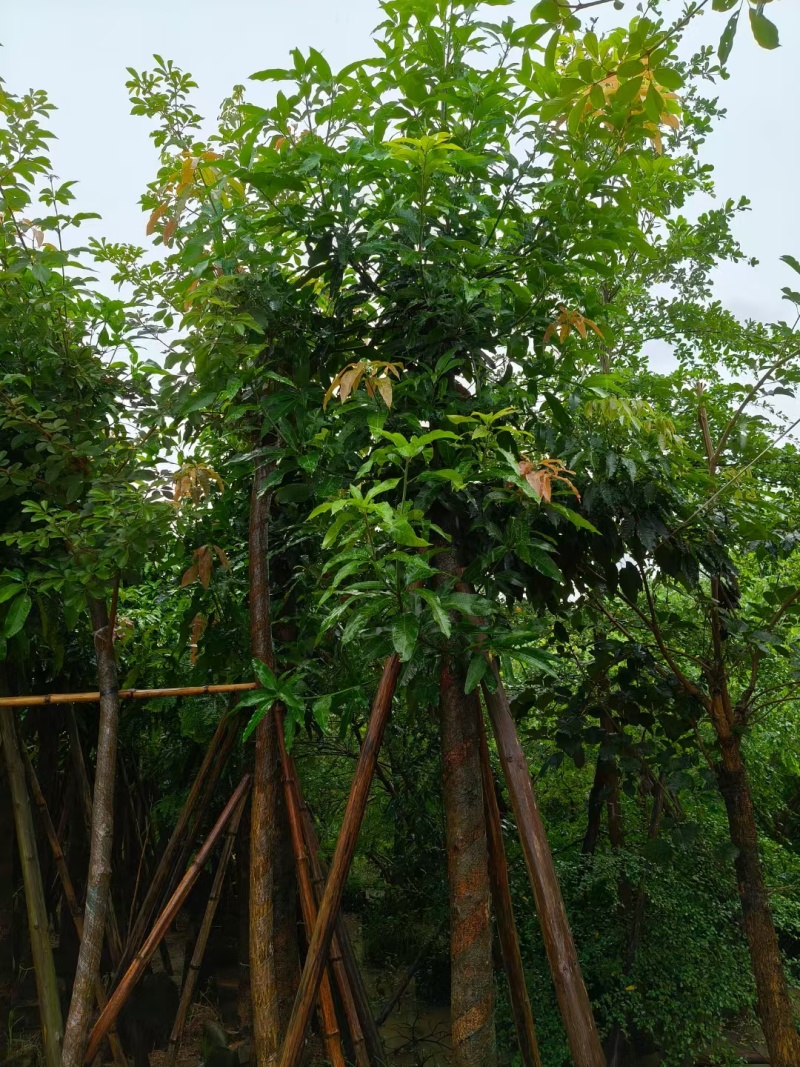 【芒果树】广东苗木基地直供质量保证一手货源欢迎订购