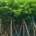 【芒果树】广东苗木基地直供质量保证一手货源欢迎订购