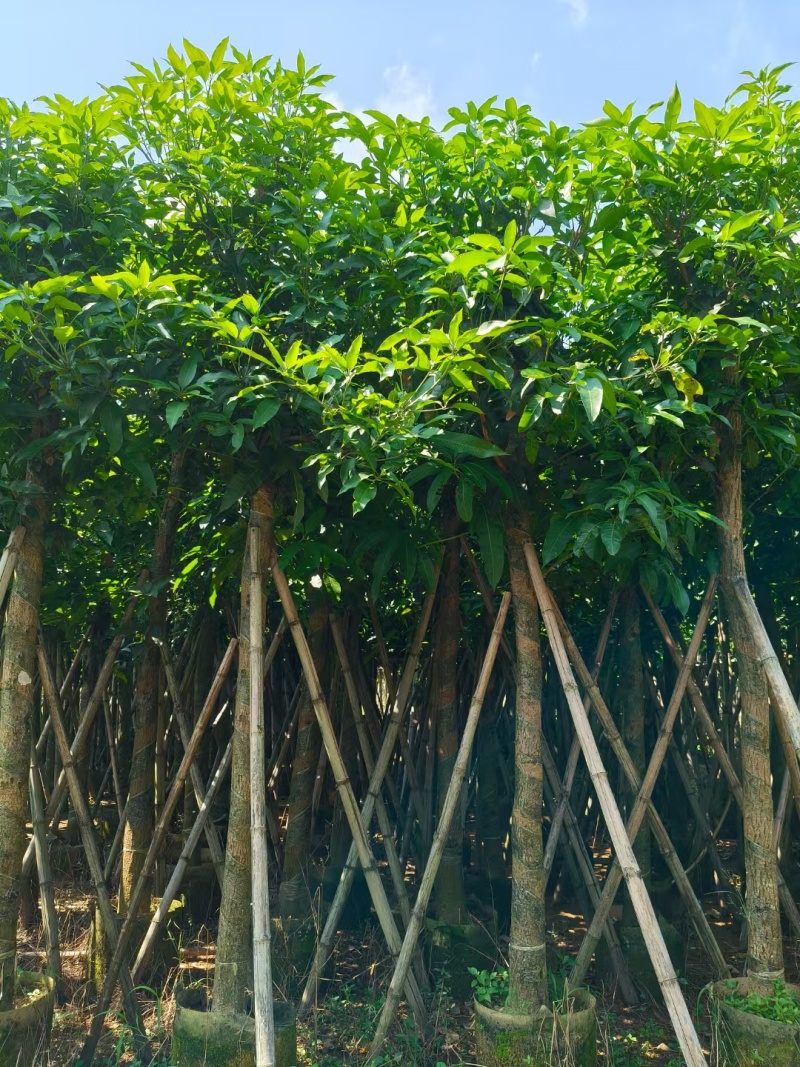 【芒果树】广东苗木基地直供质量保证一手货源欢迎订购
