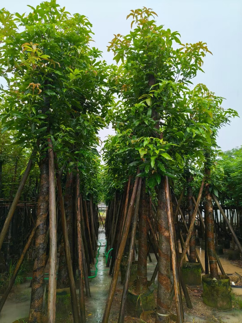 【芒果树】广东苗木基地直供质量保证一手货源欢迎订购