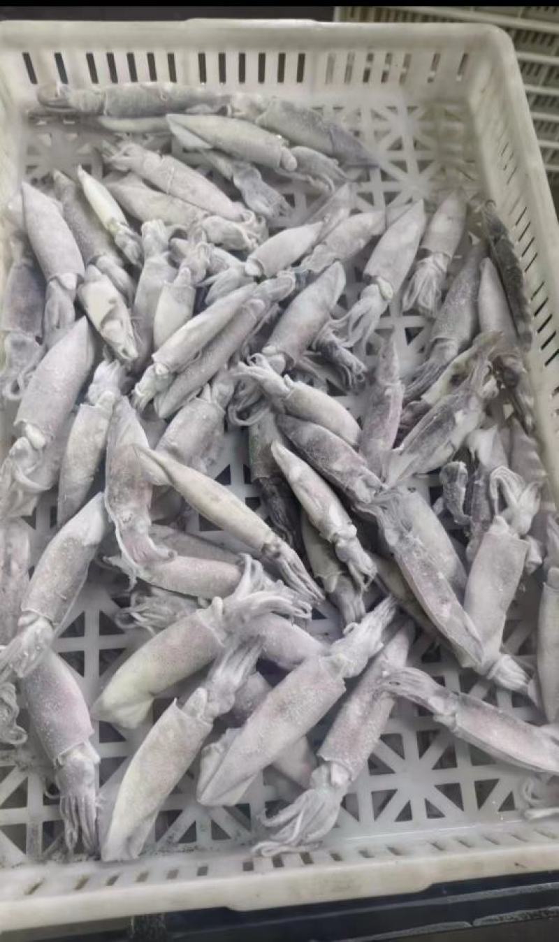 【推荐】单冻笔管鱼对接全国可视频看货欢迎下单咨询