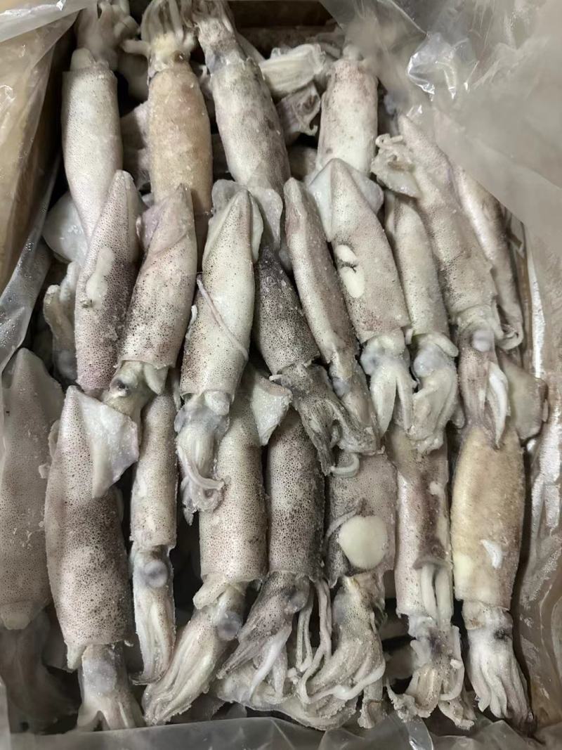 【推荐】单冻笔管鱼对接全国可视频看货欢迎下单咨询
