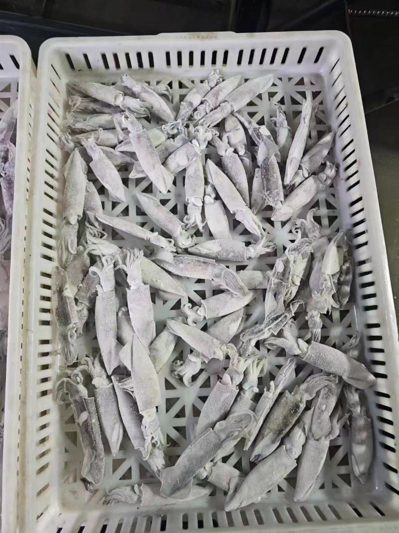 【推荐】单冻笔管鱼对接全国可视频看货欢迎下单咨询