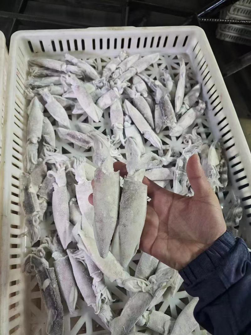 【推荐】单冻笔管鱼对接全国可视频看货欢迎下单咨询