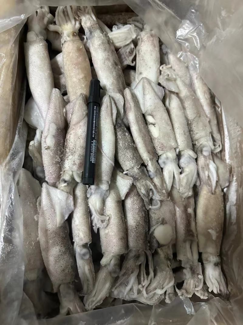【推荐】单冻笔管鱼对接全国可视频看货欢迎下单咨询