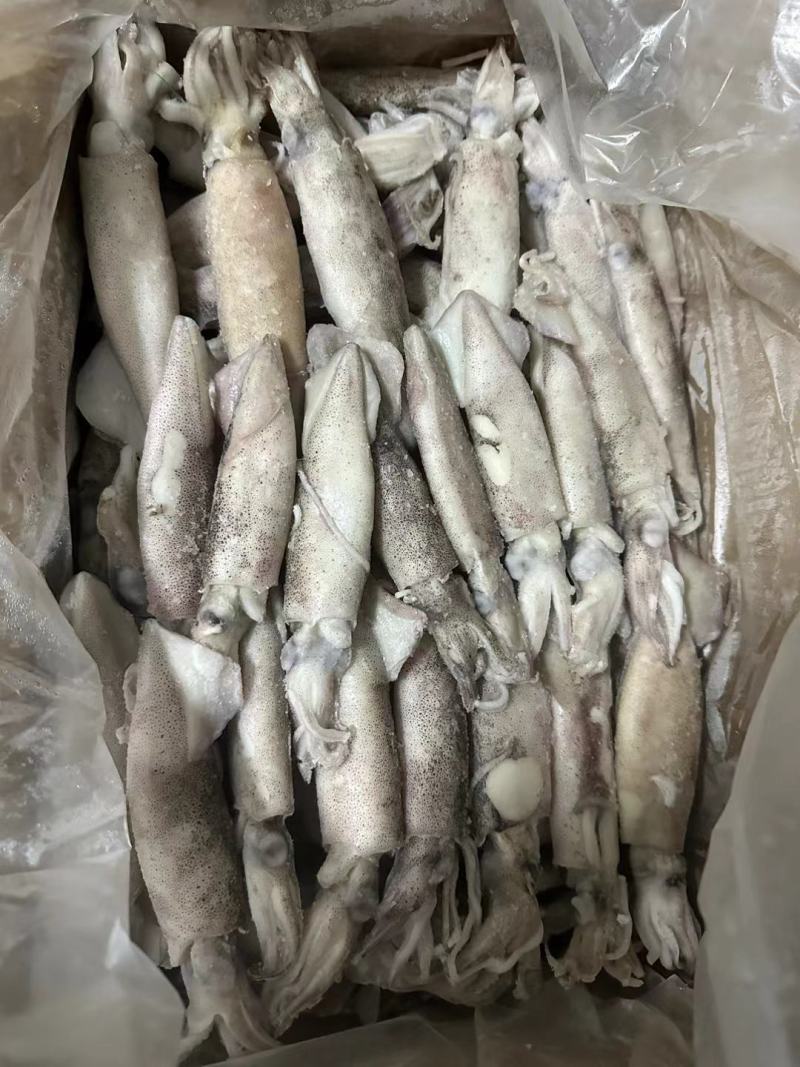 【推荐】单冻笔管鱼对接全国可视频看货欢迎下单咨询