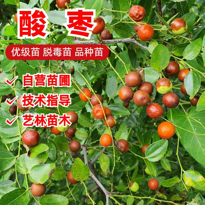 酸枣树苗优质嫁接酸枣苗南北方种植当年结果