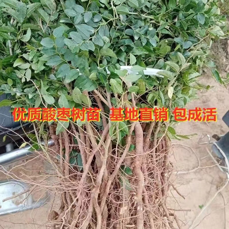 酸枣树苗优质嫁接酸枣苗南北方种植当年结果