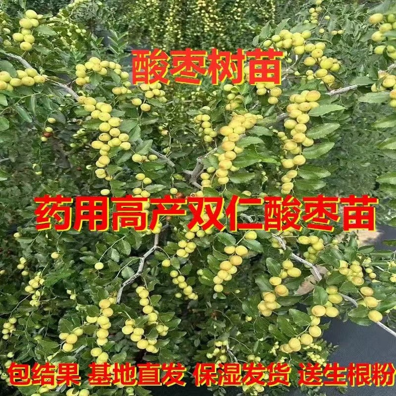 酸枣树苗优质嫁接酸枣苗南北方种植当年结果