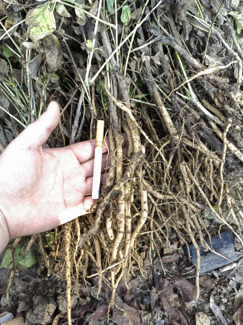 一年牡丹苗2年丹皮苗