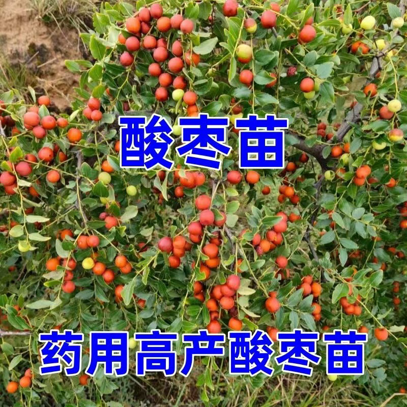 酸枣树苗优质嫁接酸枣苗南北方种植当年结果