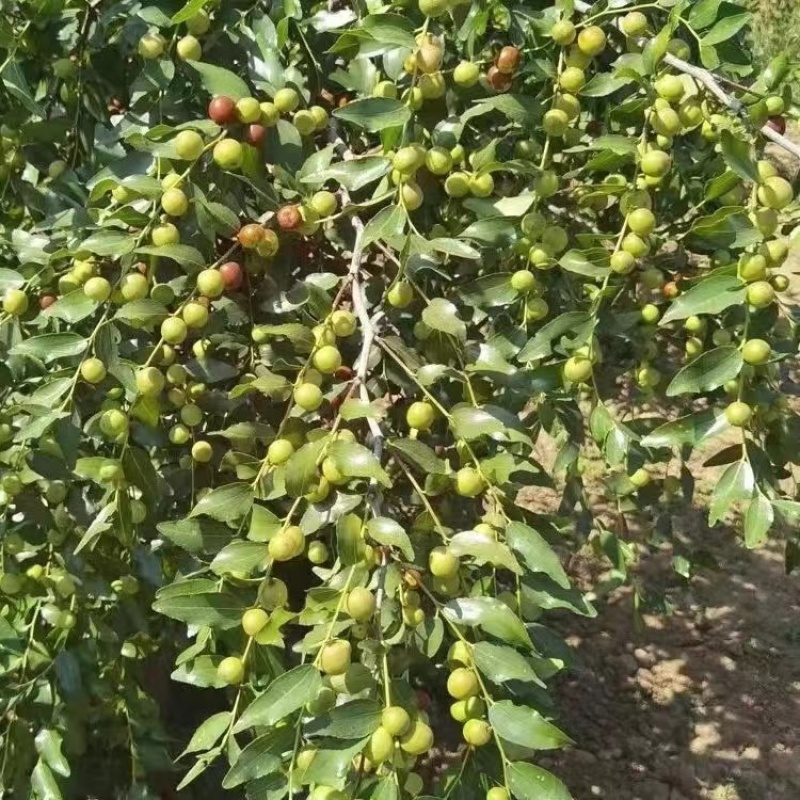 酸枣树苗优质嫁接酸枣苗南北方种植当年结果