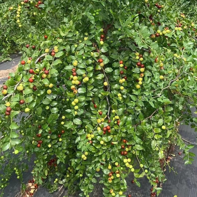 酸枣树苗优质嫁接酸枣苗南北方种植当年结果