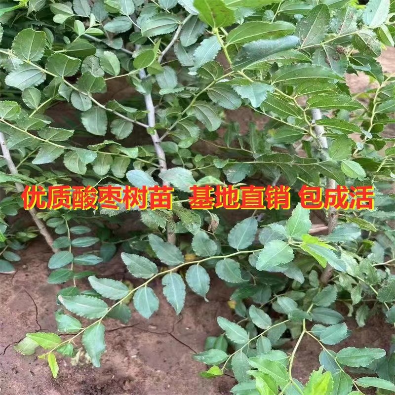 酸枣树苗优质嫁接酸枣苗南北方种植当年结果