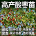 酸枣树苗嫁接优质酸枣苗南北方种植当年结果