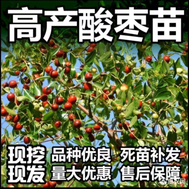 酸枣树苗嫁接优质酸枣苗南北方种植当年结果