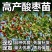 酸枣树苗嫁接优质酸枣苗南北方种植当年结果