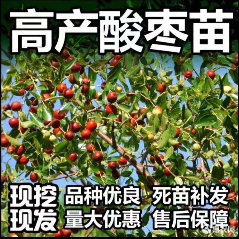 酸枣树苗嫁接优质酸枣苗南北方种植当年结果