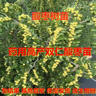 酸枣树苗优质嫁接酸枣苗南北方种植当年结果
