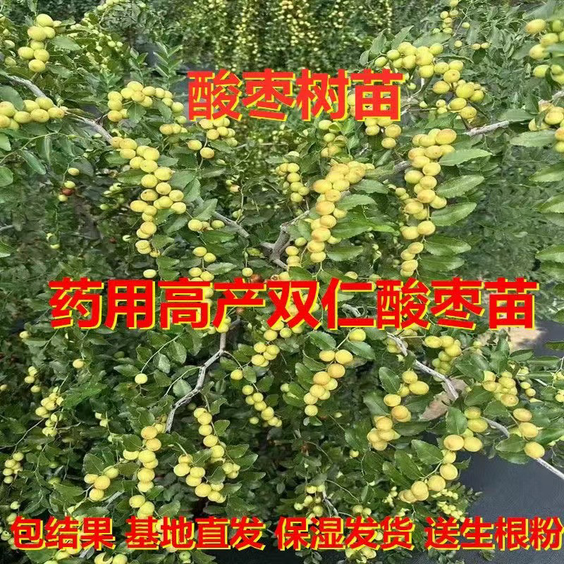酸枣树苗优质嫁接酸枣苗南北方种植当年结果
