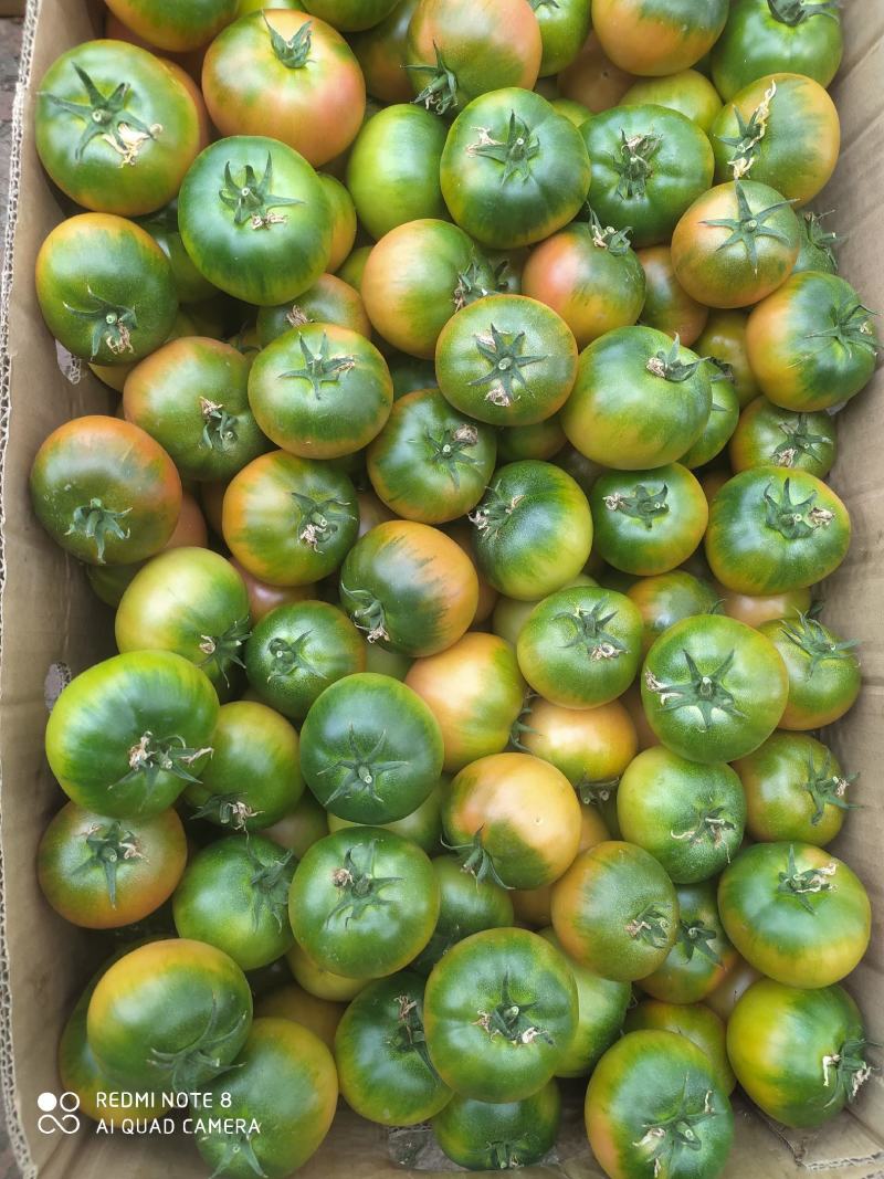 草莓柿子大量出售精品通货有量你就来