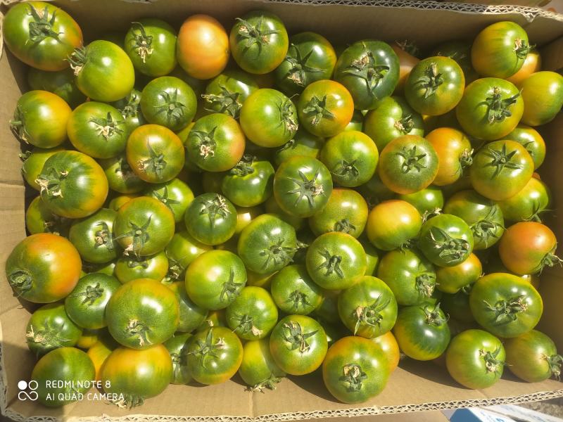 草莓柿子大量出售精品通货有量你就来