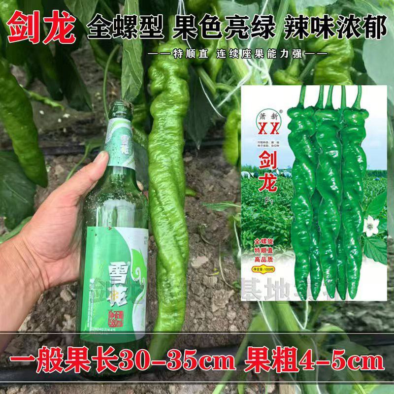 萧新剑龙全螺旋螺丝椒辣椒种子辣味浓亮绿长螺丝椒种原装