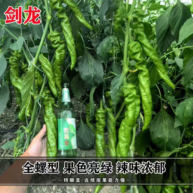 萧新剑龙全螺旋螺丝椒辣椒种子辣味浓亮绿长螺丝椒种原装