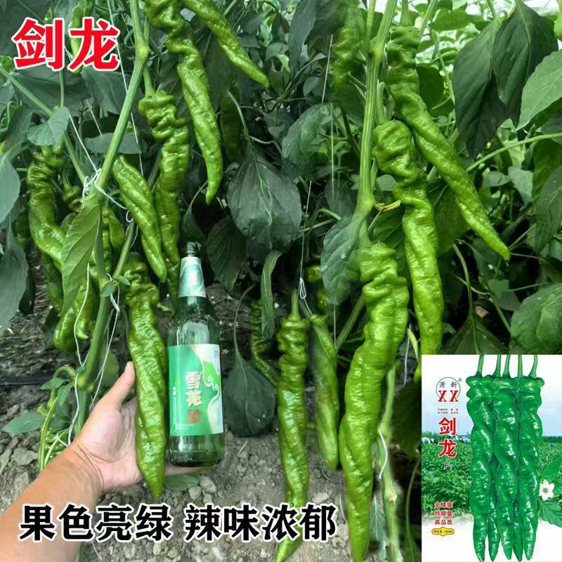 萧新剑龙全螺旋螺丝椒辣椒种子辣味浓亮绿长螺丝椒种原装