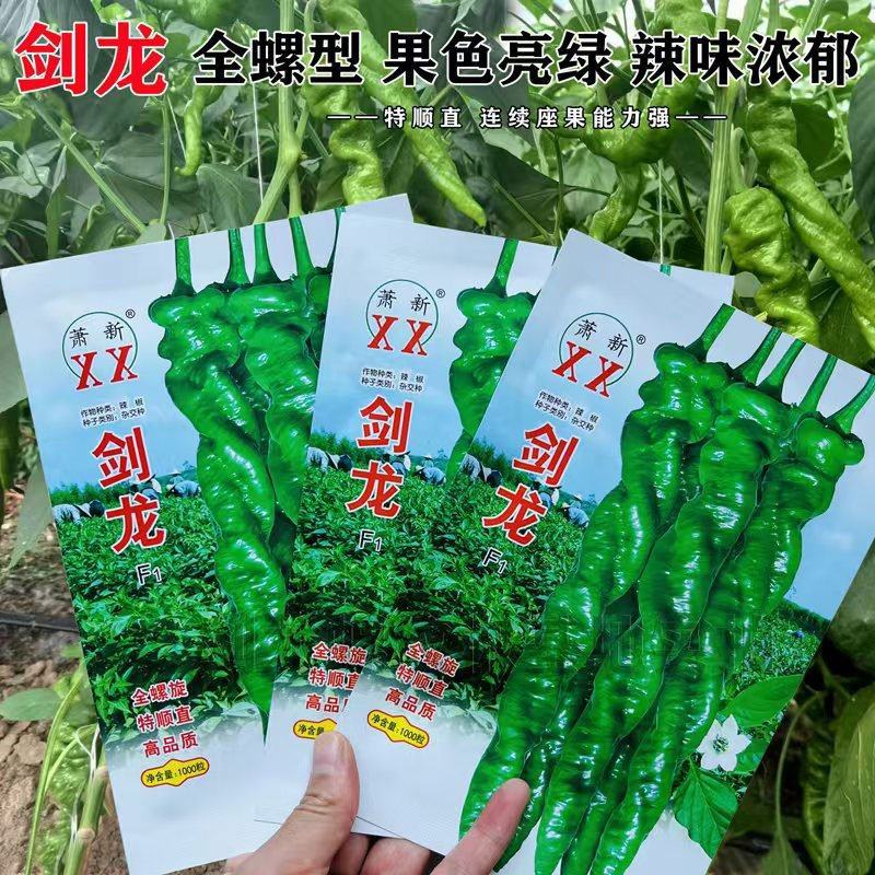 萧新剑龙全螺旋螺丝椒辣椒种子辣味浓亮绿长螺丝椒种原装