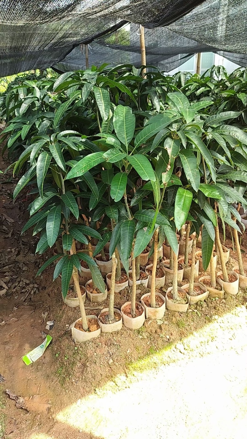 芒果苗桂七香芒，大金煌，台农广西发货，基地直发成活保证