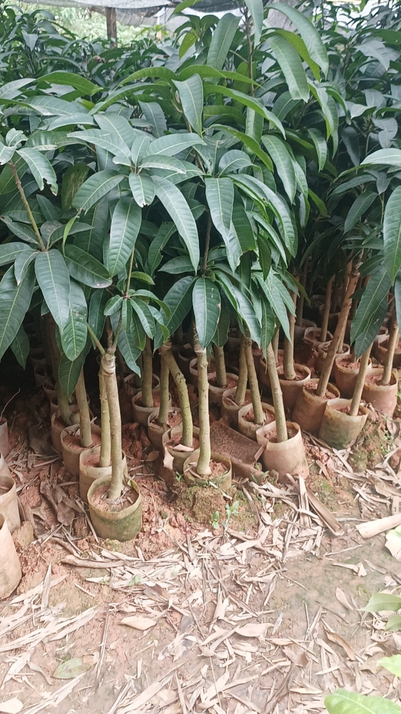 芒果苗桂七香芒，大金煌，台农广西发货，基地直发成活保证