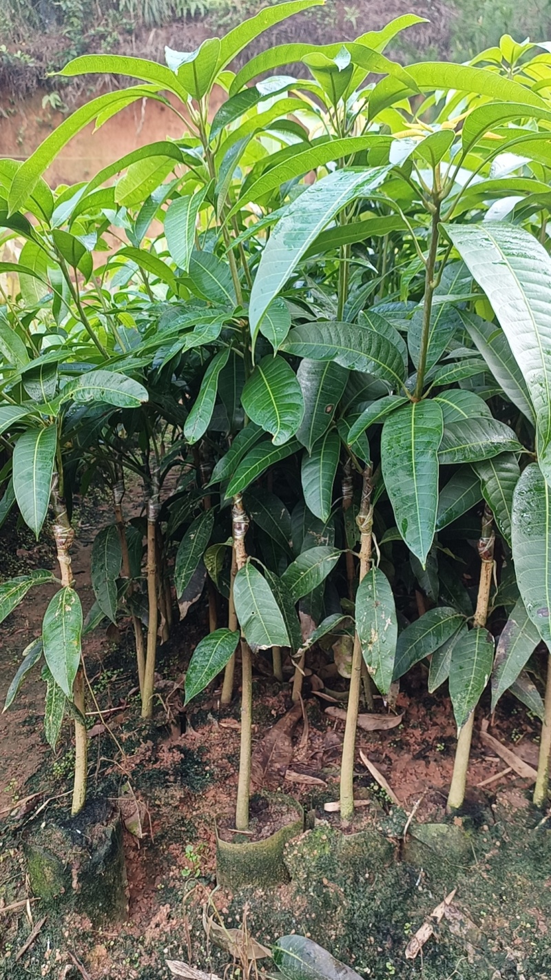 芒果苗桂七香芒，大金煌，台农广西发货，基地直发成活保证