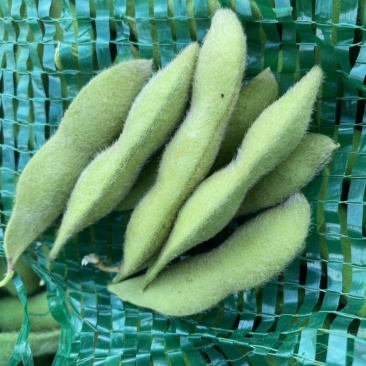 手工采摘的大毛豆