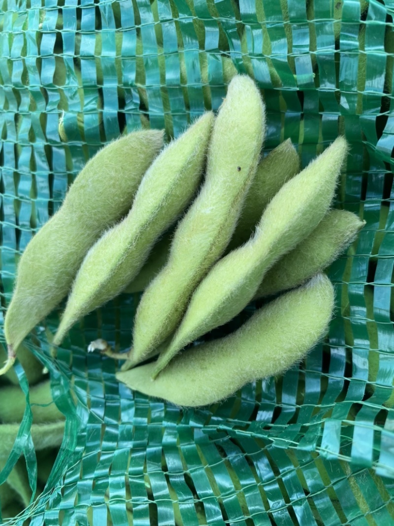 手工采摘的大毛豆