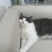 宠物猫蓝白