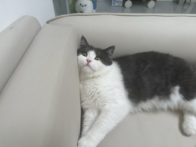 宠物猫蓝白