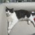 宠物猫蓝白
