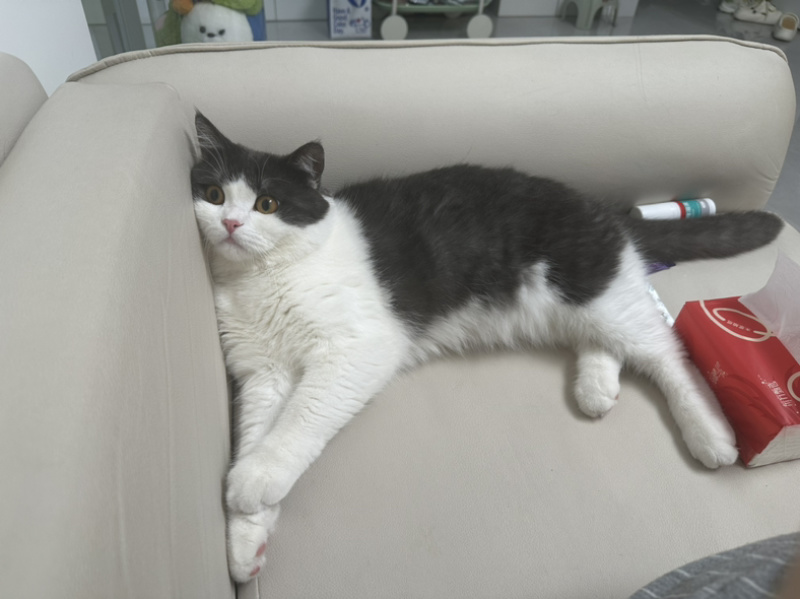 宠物猫蓝白