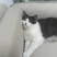 宠物猫蓝白