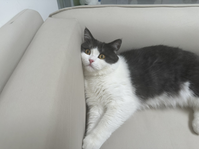 宠物猫蓝白