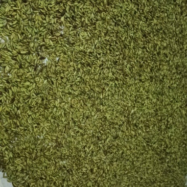 新鲜白芨果夹