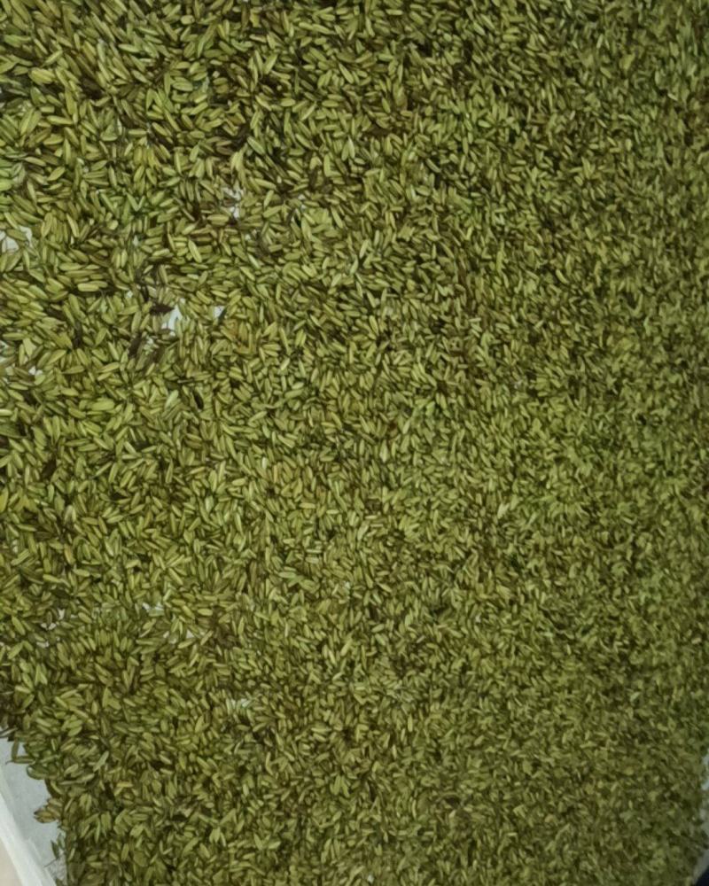 新鲜白芨果夹