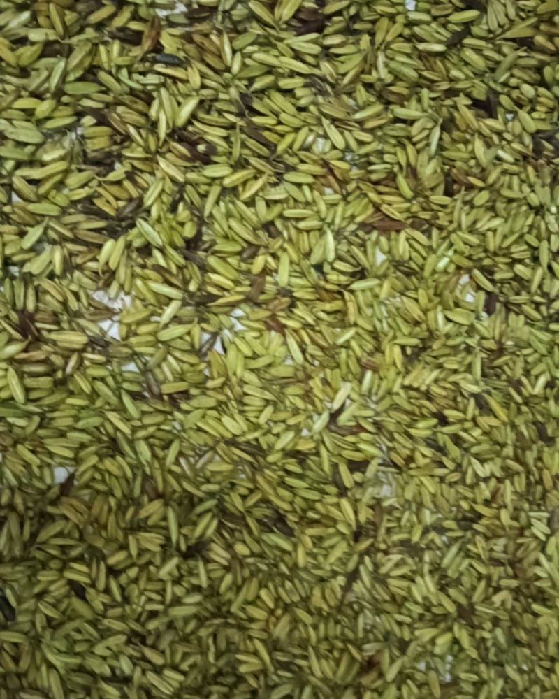 新鲜白芨果夹
