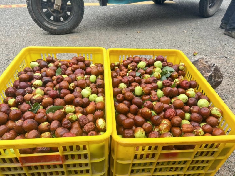 甘肃省白银市靖远县新鲜大枣大量上市，欢迎前来采购
