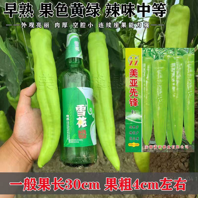 美亚先锋早熟黄皮椒辣椒种子厚肉大果黄皮羊角椒种原装