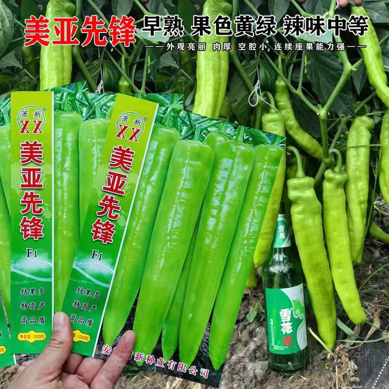 美亚先锋早熟黄皮椒辣椒种子厚肉大果黄皮羊角椒种原装