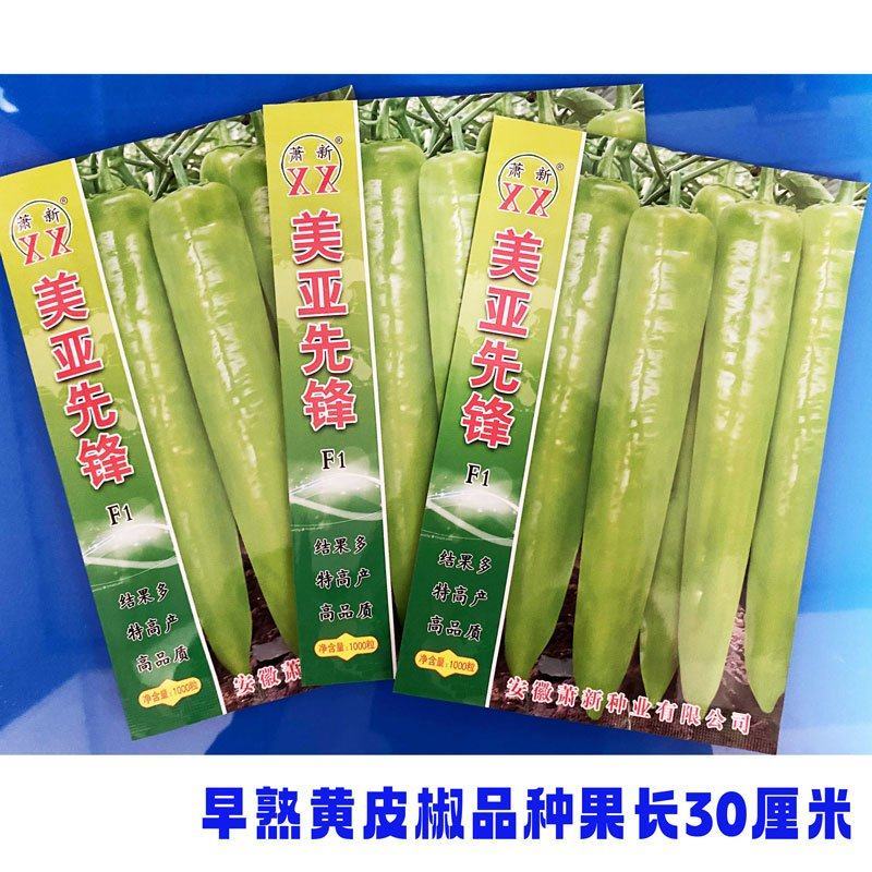 美亚先锋早熟黄皮椒辣椒种子厚肉大果黄皮羊角椒种原装